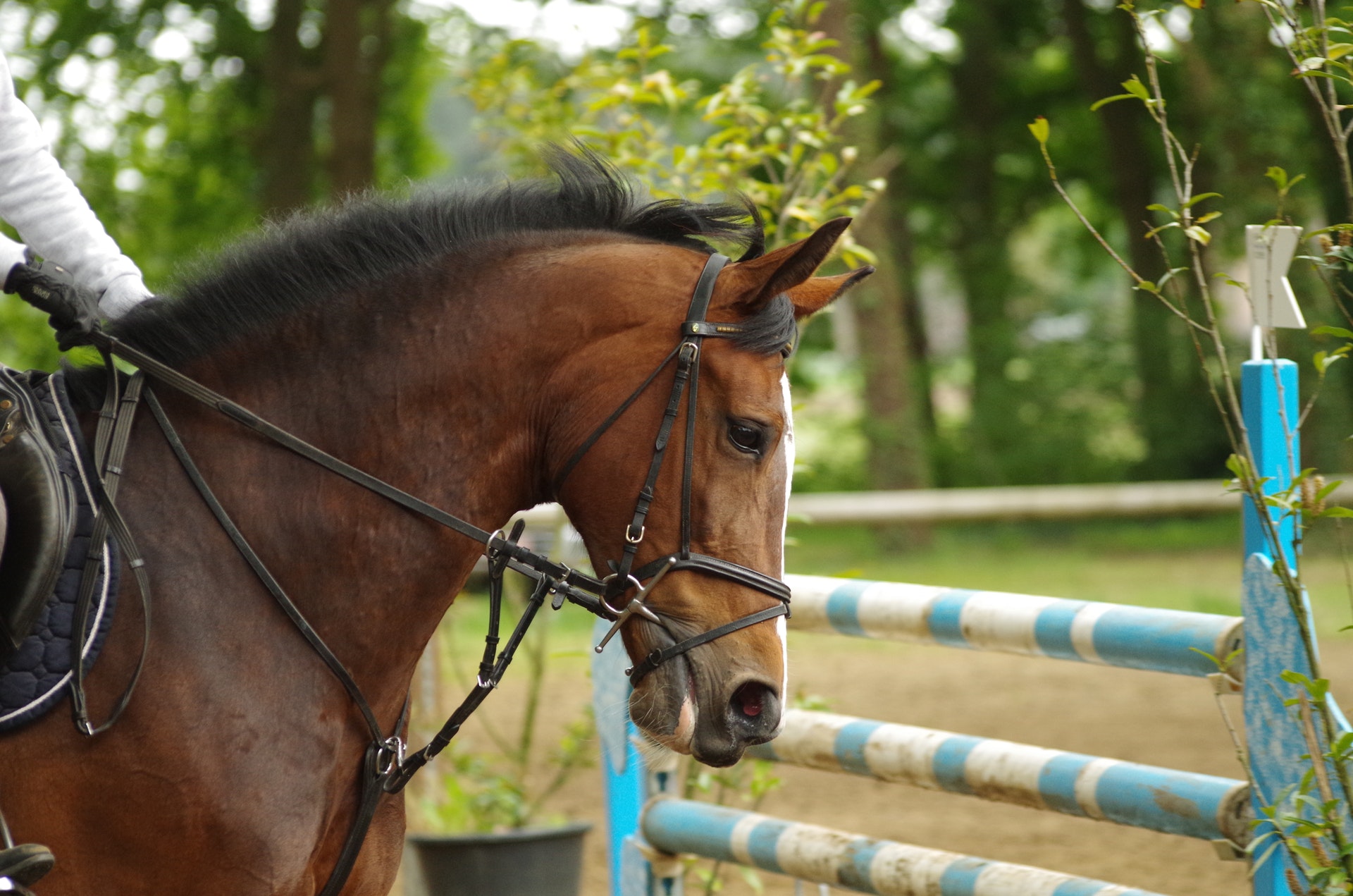 Animal Wellness Action Applauds U.S. Rep. Russ Fulcher for Working to Protect Iconic American Horses