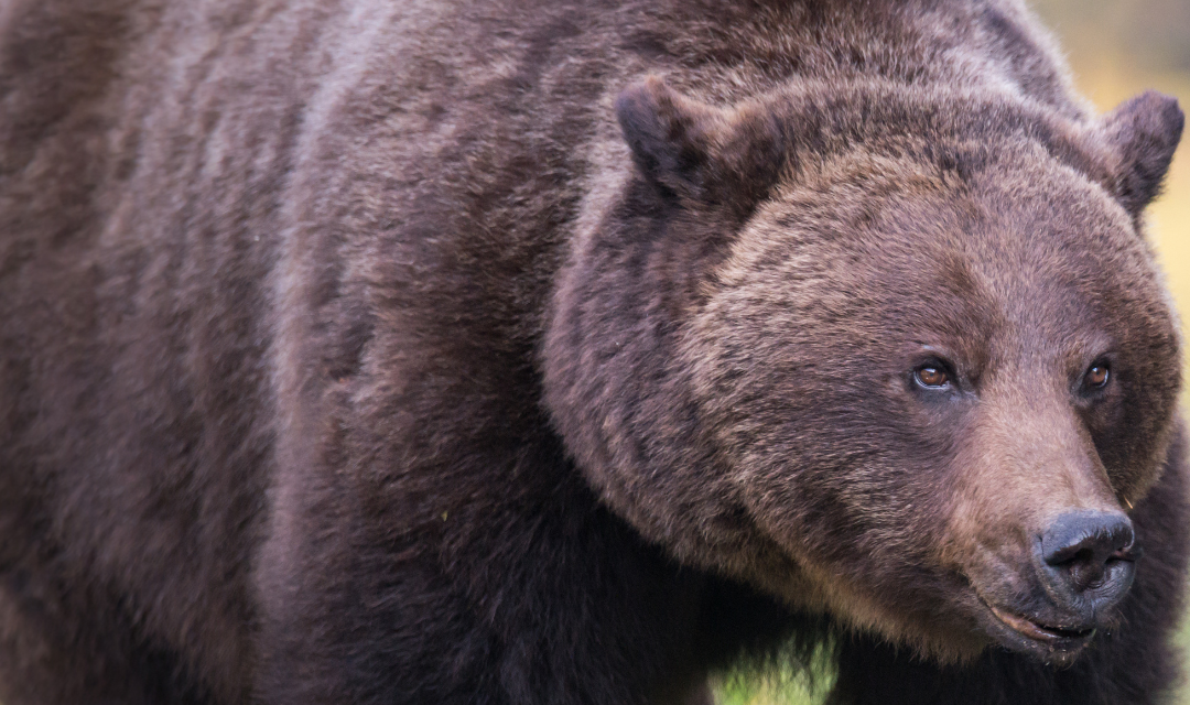 Idaho Delegation Responds to Biden Admin Grizzly Announcement