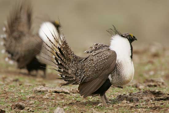 Letter to Congressional Leadership – Greater Sage-Grouse Listing Prohibition