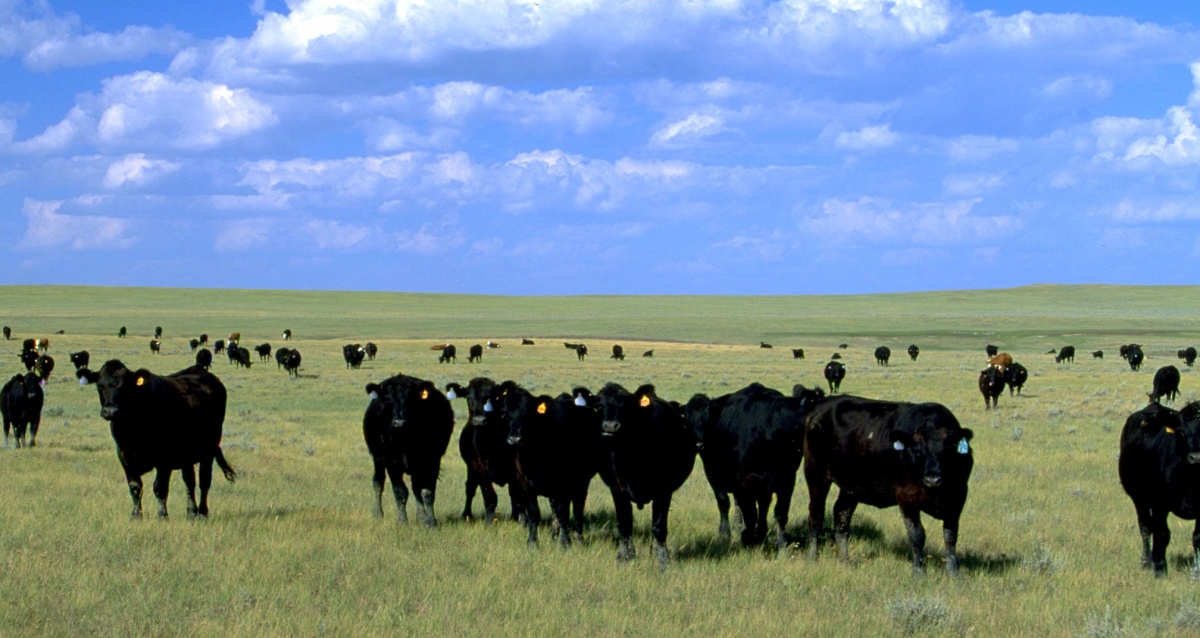 Idaho Delegation Urges USDA to Provide Immediate Assistance to Cattle Producers