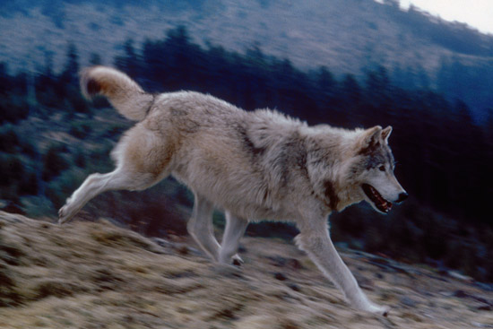 Rep. Fulcher, Western Caucus Members Denounce Unnecessary Gray Wolf Review