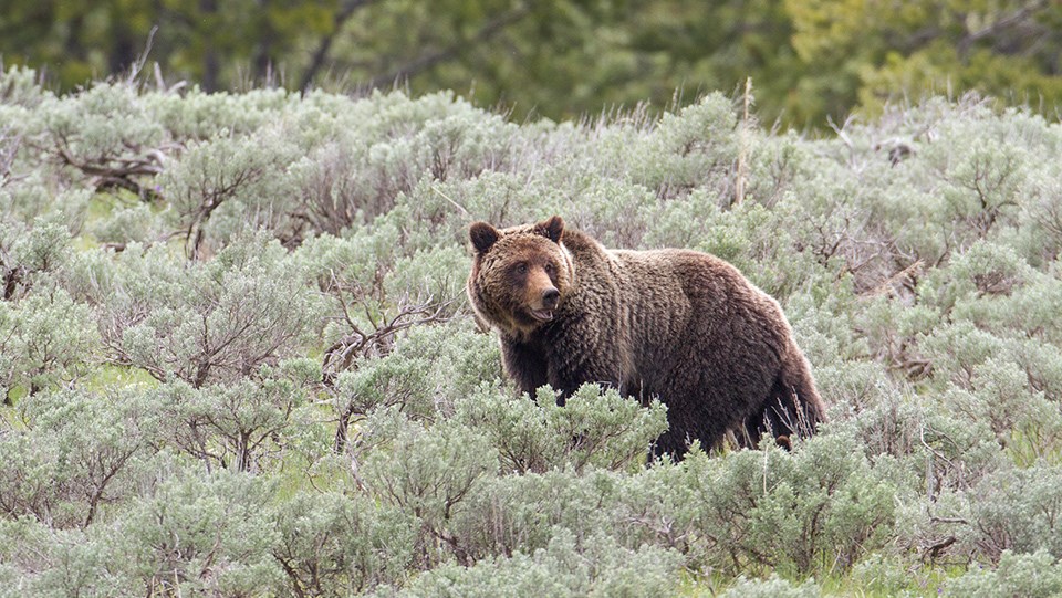 Idaho Delegation Urges Fish and Wildlife Service to Review Idaho Petition to Delist Grizzly Bear